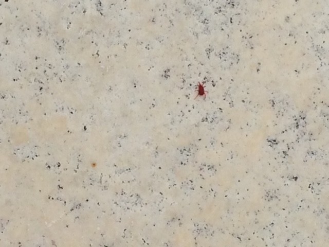 赤い小さい虫タカラダニ