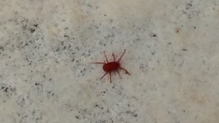 赤い小さい虫 は何 大量にコンクリートで見かける彼らの正体はダニ チシキソ
