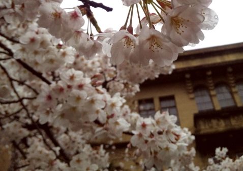 雨の桜