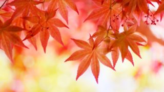 紅葉 チシキソ